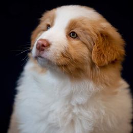 Australian Shepherd Puppies from Middle Fork Australian Shepherds