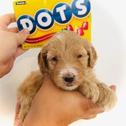 Goldendoodle Puppies from Mountain Mini Doodles