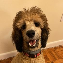 Poodle Puppies from Paddock's Purebred Poodles