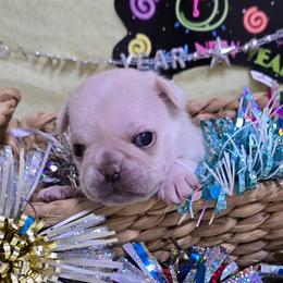 White Boy Red Toe - Cream male Pug puppy in Tulsa, Oklahoma from Locust Creek Pugs
