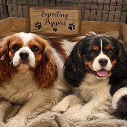 Cavalier King Charles Spaniel puppies from Country Side Acres
