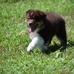 Huey - Red tri-color male Australian Shepherd puppy in Jameson, Missouri from Sky Creek