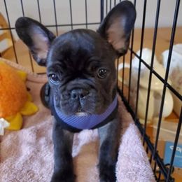 French Bulldog and Rottweiler Puppies from Starkhaus Rottweilers
