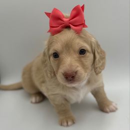 Ee Cream PINK female - Cream female Dachshund puppy in North Branch, Michigan from Doxie View Acres