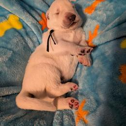 Male - White male Shiloh Shepherd puppy in Jackson Township, New Jersey from Divine Shilohs