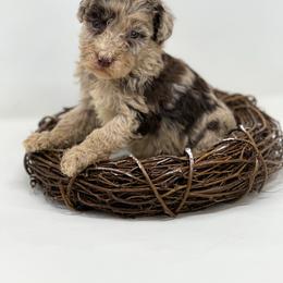 S'mores - Merle female Labradoodle puppy in Davison, Michigan from Dreaming Doodles