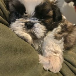 Shih Tzu Puppies from Willow Lane Shih Tzus