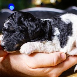 Ash - Tri-color female Bernedoodle puppy in Tyner, Kentucky from Good Dog Doodles