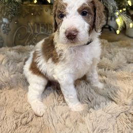 Dark Green - Parti male Poodle puppy in Vidor, Texas from East Bunch Poodles