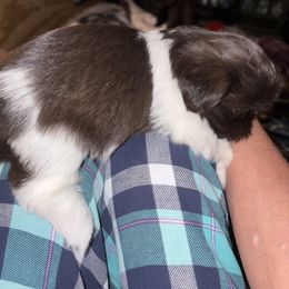 Charlie - Tricolor male Shih Tzu puppy in Claremore, Oklahoma from Reputable Shih tz Breeders  and Buyers In Oklahoma