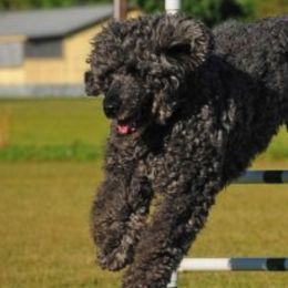 Portuguese Water Dogs from Overlook Portuguese Water Dogs