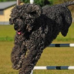 Portuguese Water Dogs from Overlook Portuguese Water Dogs