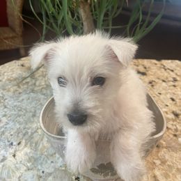 West Highland White Terrier Puppies from Colvin’s Westies