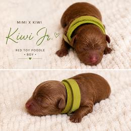 Kiwi Jr - Red  male Poodle puppy in Perris, California from Our Poodiful Life