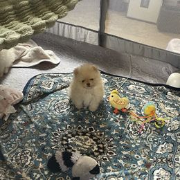 Pomeranian Puppies from Floki & Fibi Pomeranians