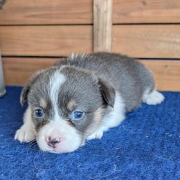 Paris Gellar - Blue female Pembroke Welsh Corgi puppy in Shawnee, Oklahoma from Sunray Ranch