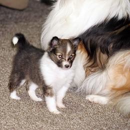 Rottweiler and Shetland Sheepdog Puppies from Mountain High Kennels