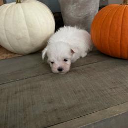 Blake - White male Maltese puppy in Asheville, North Carolina from TCBs Glowing Maltese