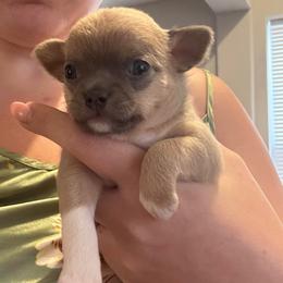 Dusty - Blue fawn male Chihuahua puppy in East Syracuse, New York from Blissful’s Chihuahuas