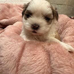 Bobby Bouche - White and tan male Mal-Shi puppy in Benton Harbor Mi, Michigan from Wiggle Bottom Shih Tzu/Maltese