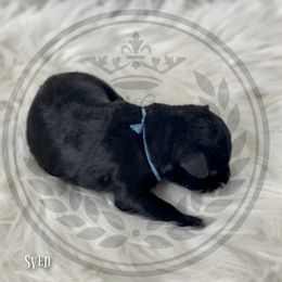 Miniature Schnauzer Puppies from Laurel Crown Schnauzers