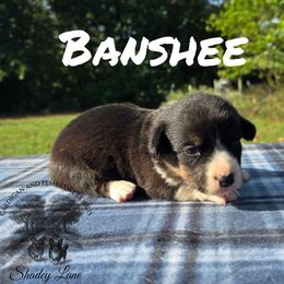 Banshee - Black and white female Cardigan Welsh Corgi puppy in Bland, Missouri from Shadey Lane Corgis