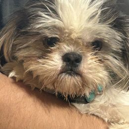 Mitzi - Shih Tzu