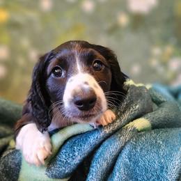 Honey - Piebald female Dachshund puppy in Pocasset, Massachusetts from Dachs of the Bay