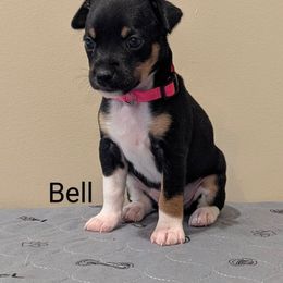 Girl 3 - Black tan and white female Rat Terrier puppy in Sharon, Ohio from Forest Grove Rat Terriers
