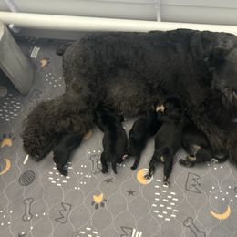 Miniature Schnauzer puppies from Shull Mini Schnauzers