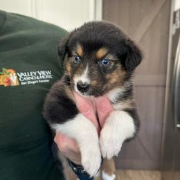 Black widow - Black tri-color female Australian Shepherd puppy in Hemet, California from Perfect Companion Aussie's