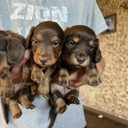 Dachshund Puppies from 4E Dachshunds