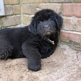 Newfoundland Puppies from Pete’s Newfies