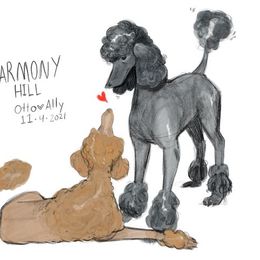 Poodle Puppies from Harmony Hill Standard Poodles