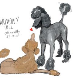 Poodle Puppies from Harmony Hill Standard Poodles