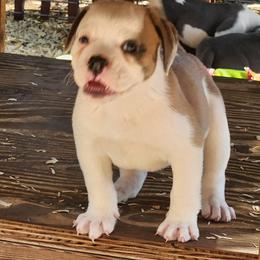 Penne - Red brindle and white female Bulldog puppy in Washington from Sun City Campeiro Bulldogs
