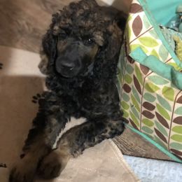 Poodle Puppies from Tails Up Standard Poodles