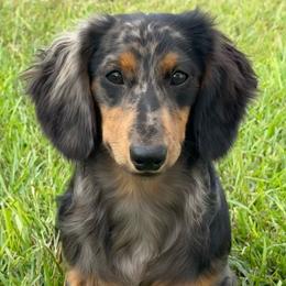 Odin - Dachshund