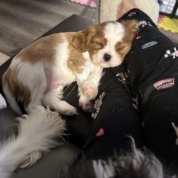 Cavalier King Charles Spaniels from OnTheMark