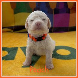 Peach - Off-white female Lagotto Romagnolo puppy in Monticello, Wisconsin from Shooting Star Water Dogs