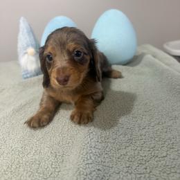 Damon - Dapple male Dachshund puppy in Dawson, Alabama from Bells Dashing Dachshunds