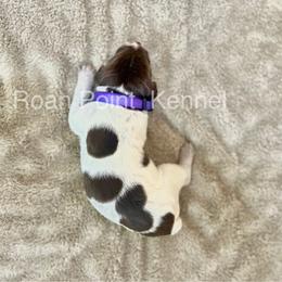 German Shorthaired Pointer Puppies from Roan Point Kennel