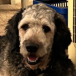 Ruff - Bernedoodle