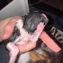 Peanut - Red & white female Australian Shepherd puppy in Wrightstown, New Jersey from Hartzland Farm Australian Shepherds