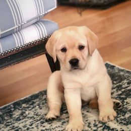 Labrador Retriever Puppies from Tried & True Labradors