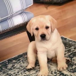 Labrador Retriever Puppies from Tried & True Labradors