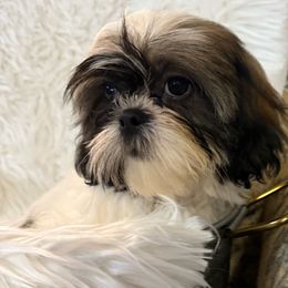 Flash - Tricolor male Shih Tzu puppy in Tallahassee, Florida from Bows and Bow Ties