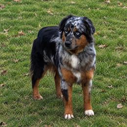 Poppy - Australian Shepherd