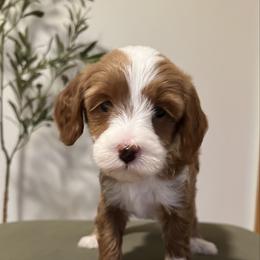 Juniper - Red  female Goldendoodle puppy in St George, Utah from Doodle Bears of Southern Utah