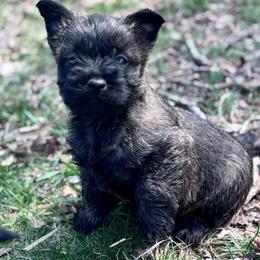 Mario - Black brindle male Cairn Terrier puppy in Mountain Grove, Missouri from CreekTop